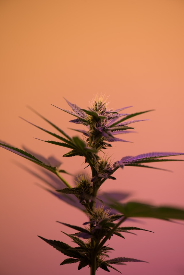 cbd produkter